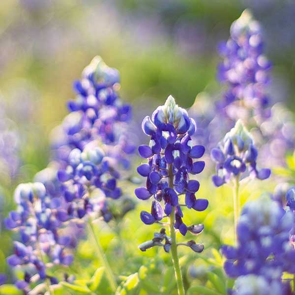 Texas Bluebonnet Handmade Hand Soap